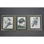 Book plate prints of birds, a set of three framed and glazed. H.54 W.46cm. (Each).