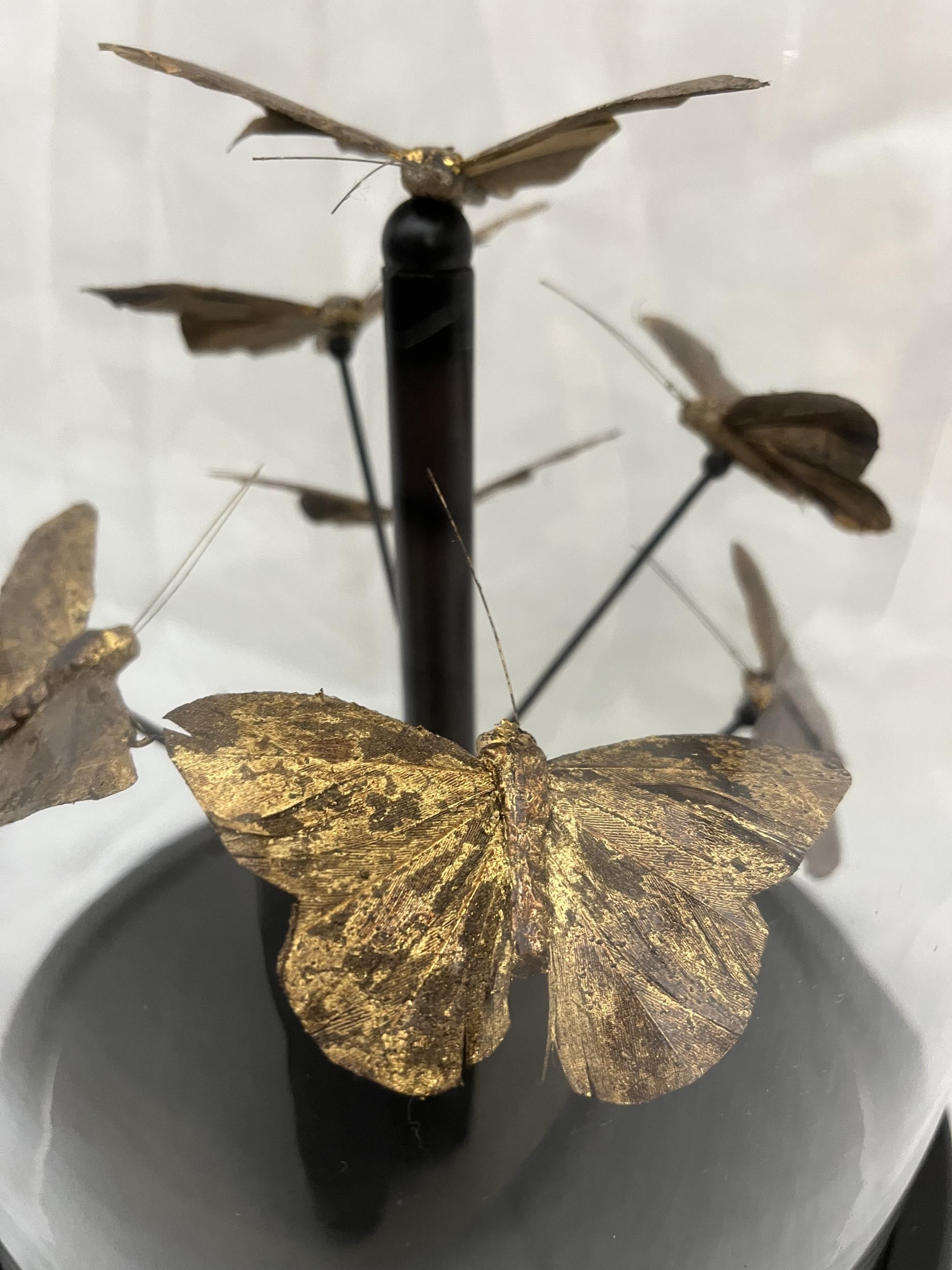 A collection of feather butterflies display under glass dome, contemporary reproduction with moulded - Image 3 of 4