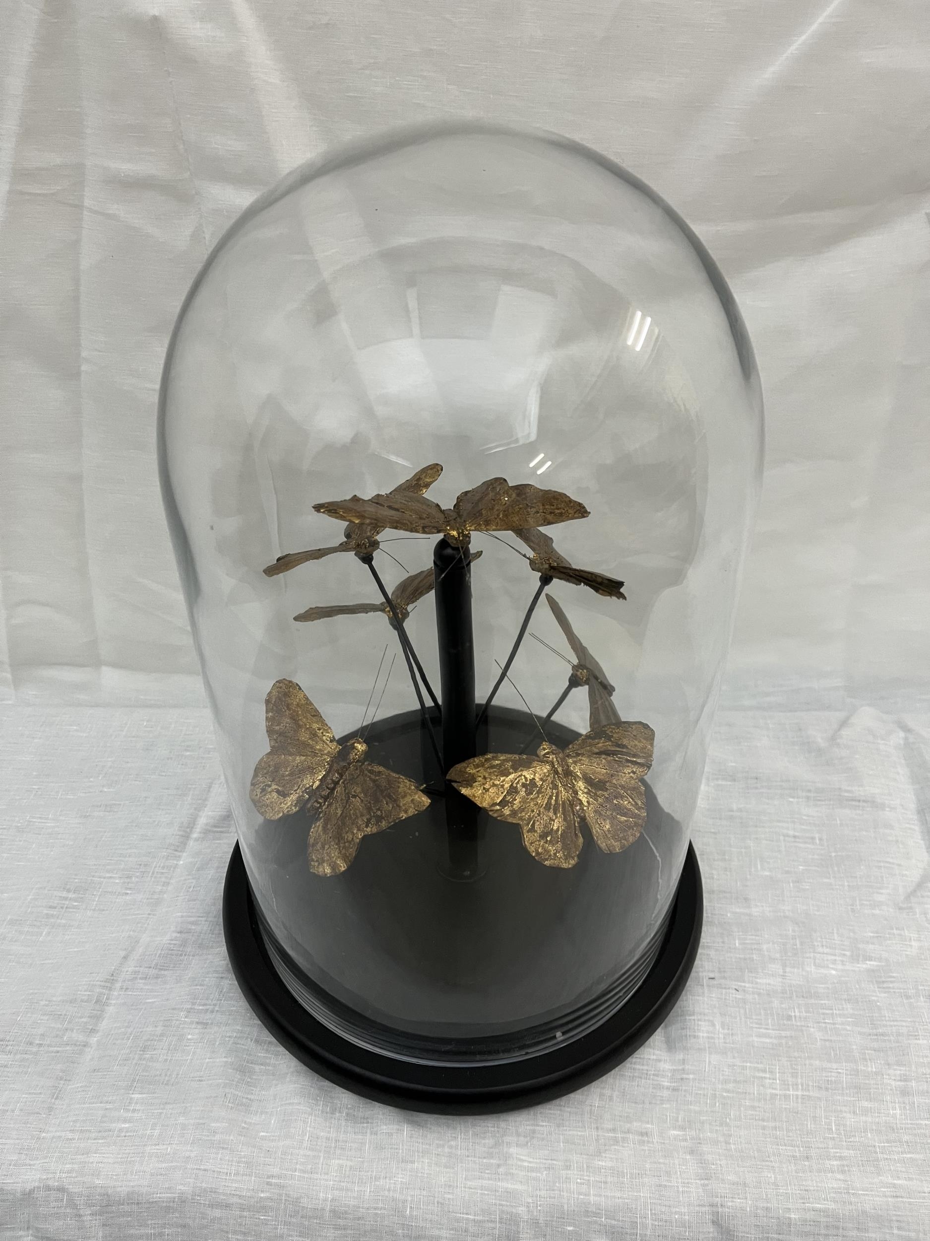 A collection of feather butterflies display under glass dome, contemporary reproduction with moulded - Image 2 of 4
