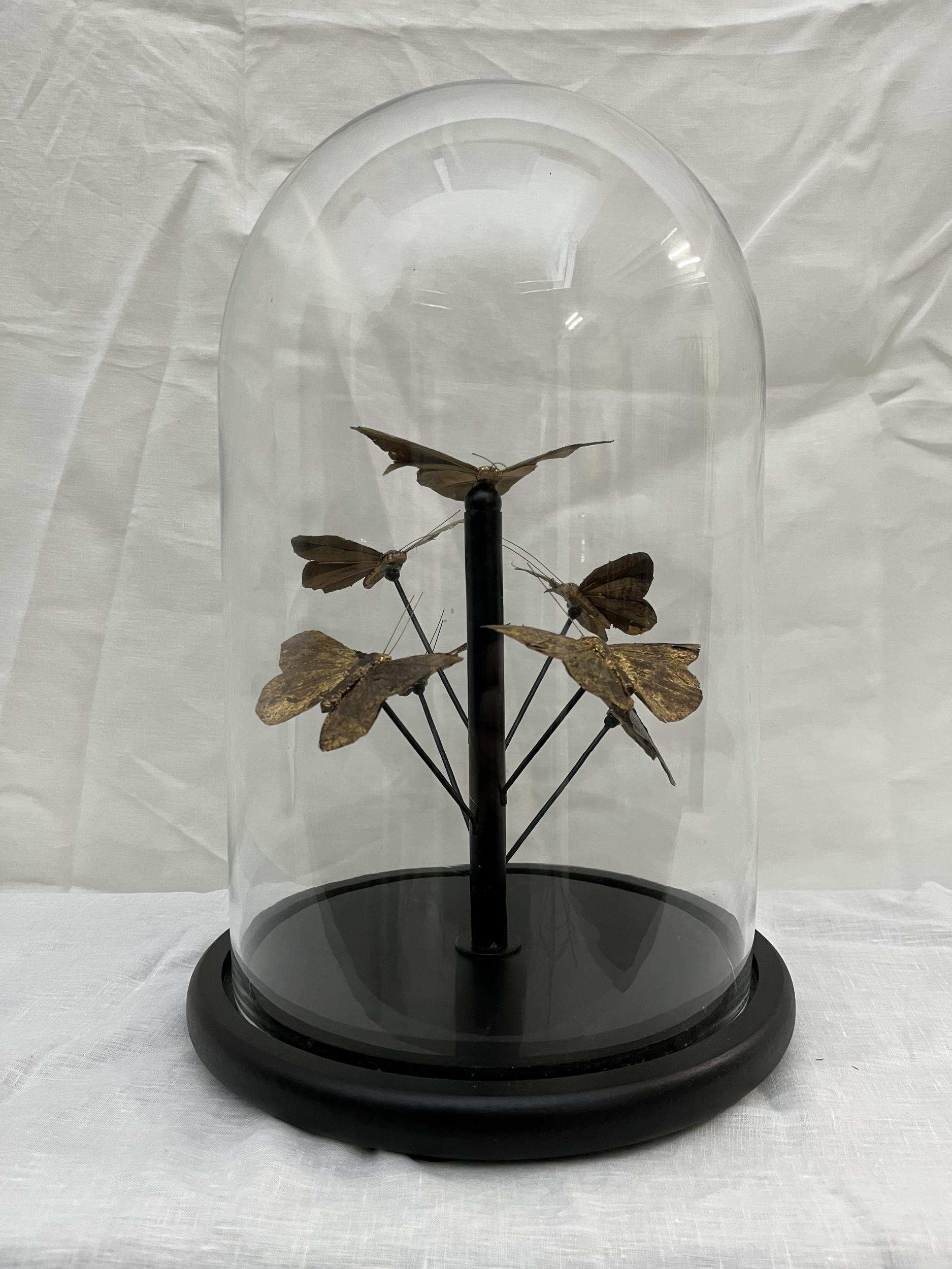 A collection of feather butterflies display under glass dome, contemporary reproduction with moulded