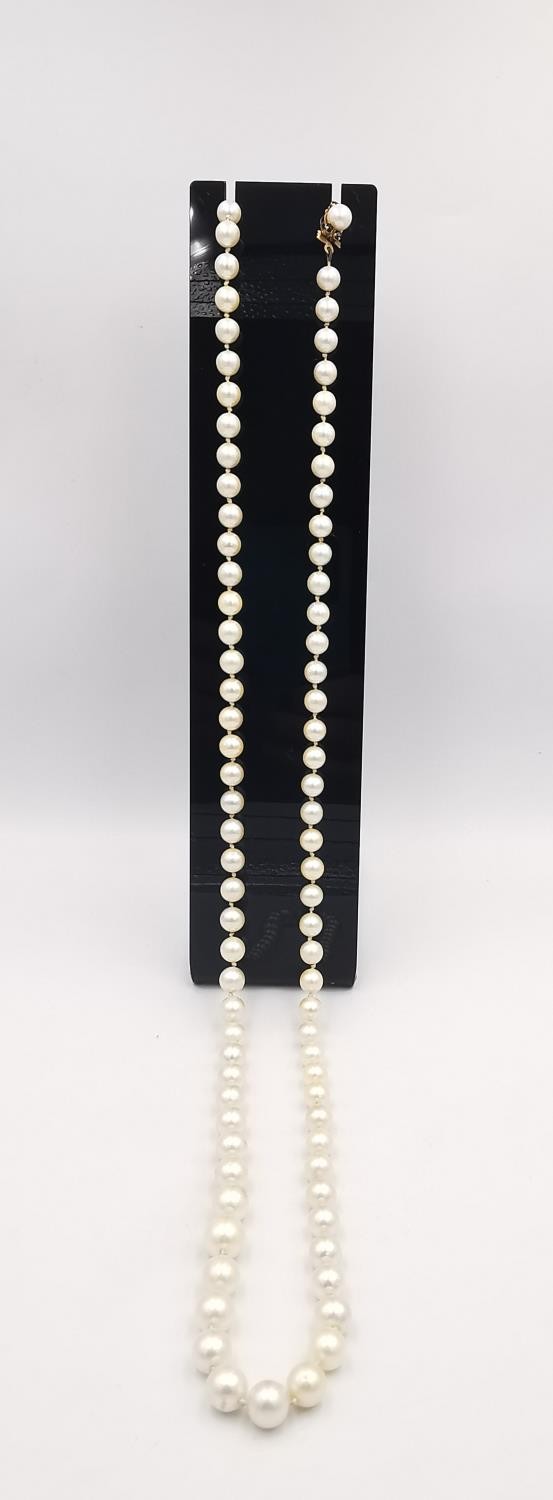 A long knotted string of graduated cultured pearls with 9ct yellow gold red stone set hook and - Image 3 of 8