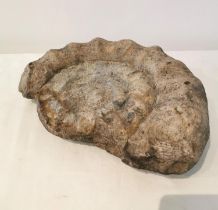A large Ammonite fossil. L.34 W.27 H.9cm.