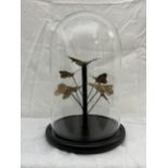 A collection of feather butterflies display under glass dome, contemporary reproduction with moulded