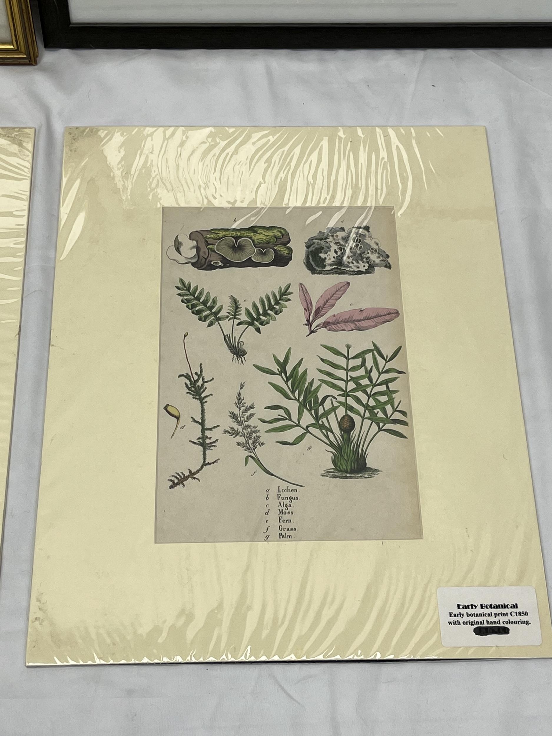 A pair of unframed botanical prints along with two framed and glazed numbered etchings. H.35 W.48. - Image 4 of 5