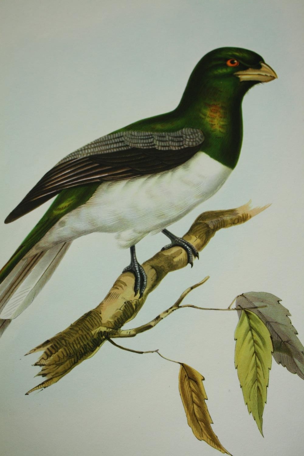 Three 19th century hand coloured engravings, various bird species. H.51 W.33cm. (largest) - Image 3 of 7