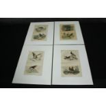 A set of four 19th century French hand coloured engravings; various species of birds. H.33 W.