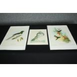 Three 19th century hand coloured engravings, various bird species. H.51 W.33cm. (largest)