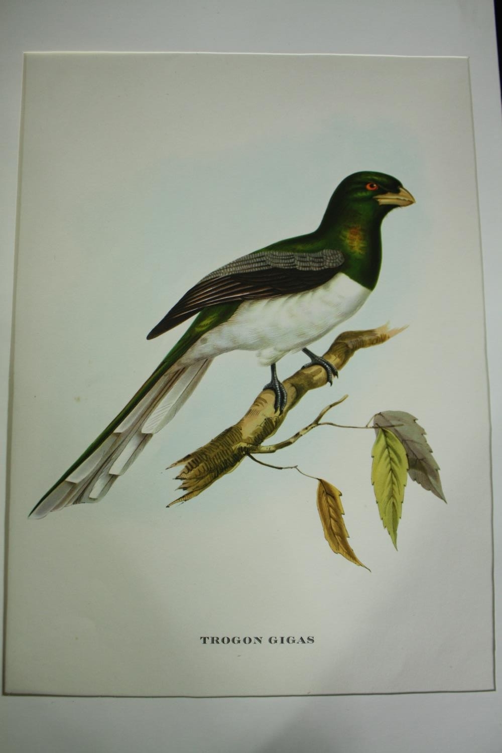 Three 19th century hand coloured engravings, various bird species. H.51 W.33cm. (largest) - Image 2 of 7