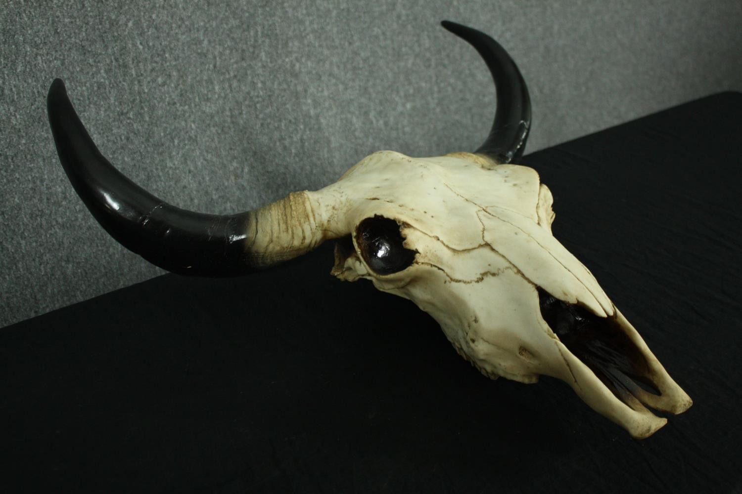 A moulded resin buffalo skull and horns. H.70 W.58cm. - Image 3 of 6