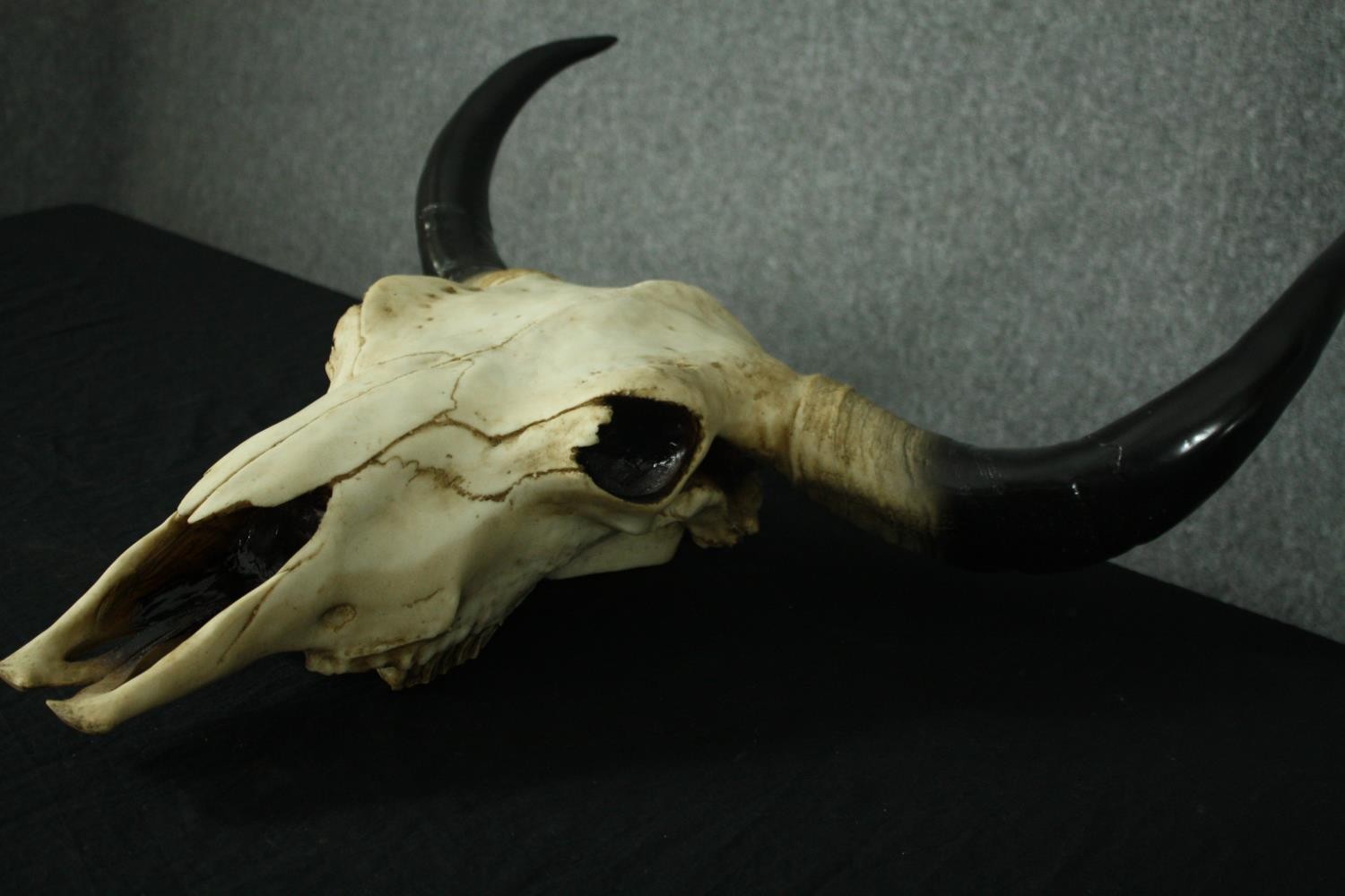 A moulded resin buffalo skull and horns. H.70 W.58cm. - Image 4 of 6