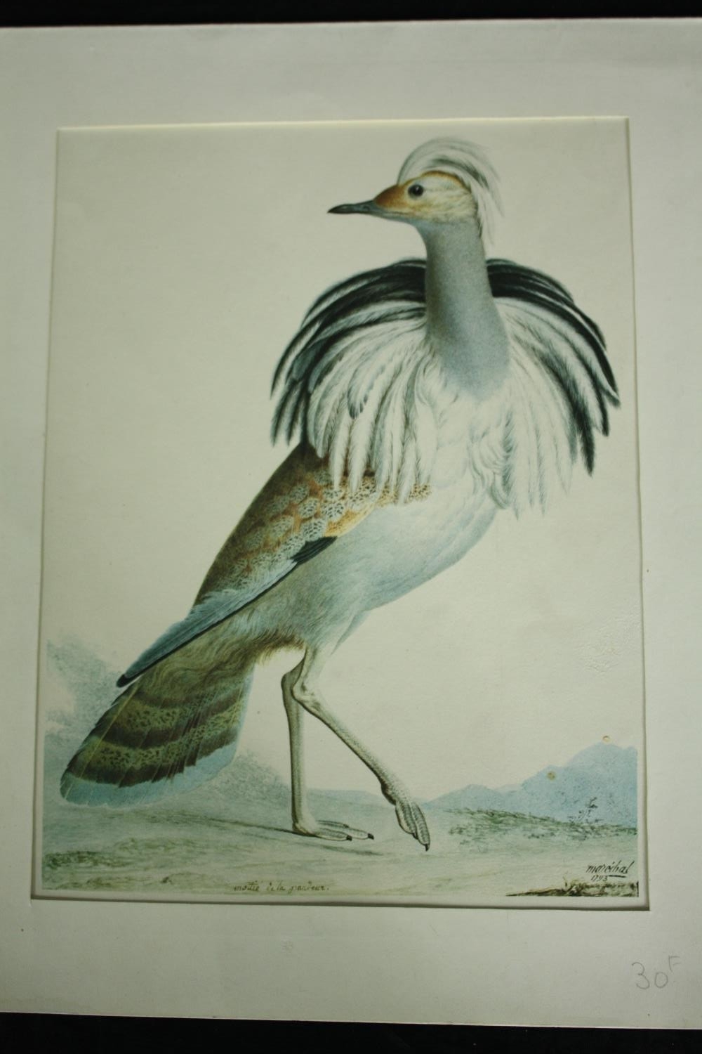 Three 19th century hand coloured engravings, various bird species. H.51 W.33cm. (largest) - Image 4 of 7