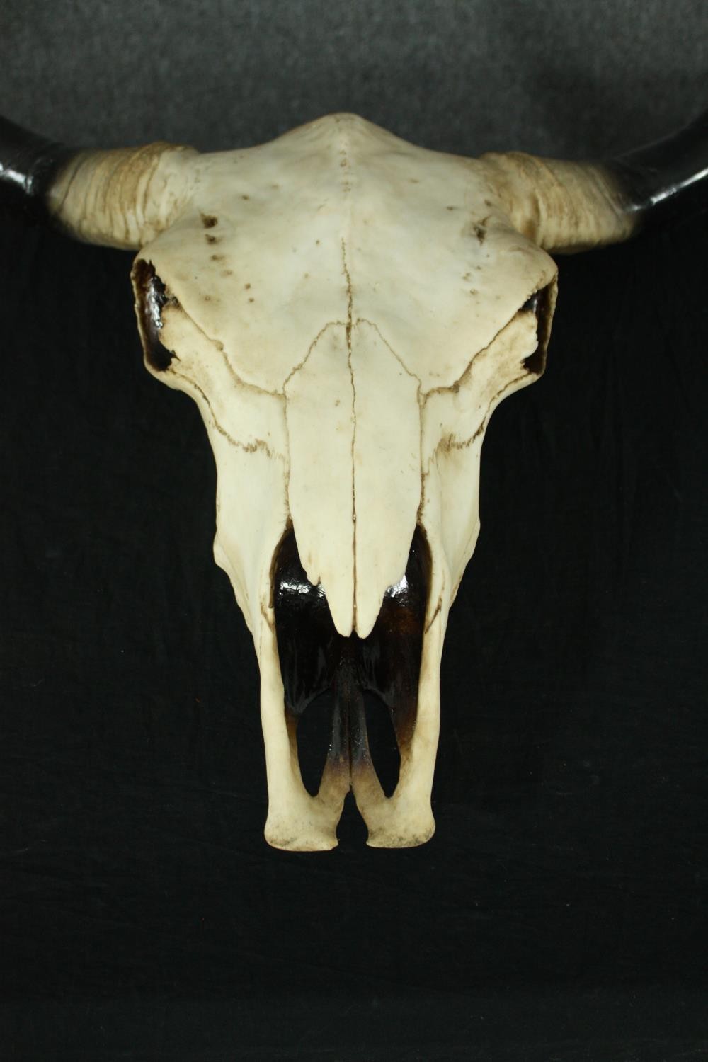 A moulded resin buffalo skull and horns. H.70 W.58cm. - Image 2 of 6