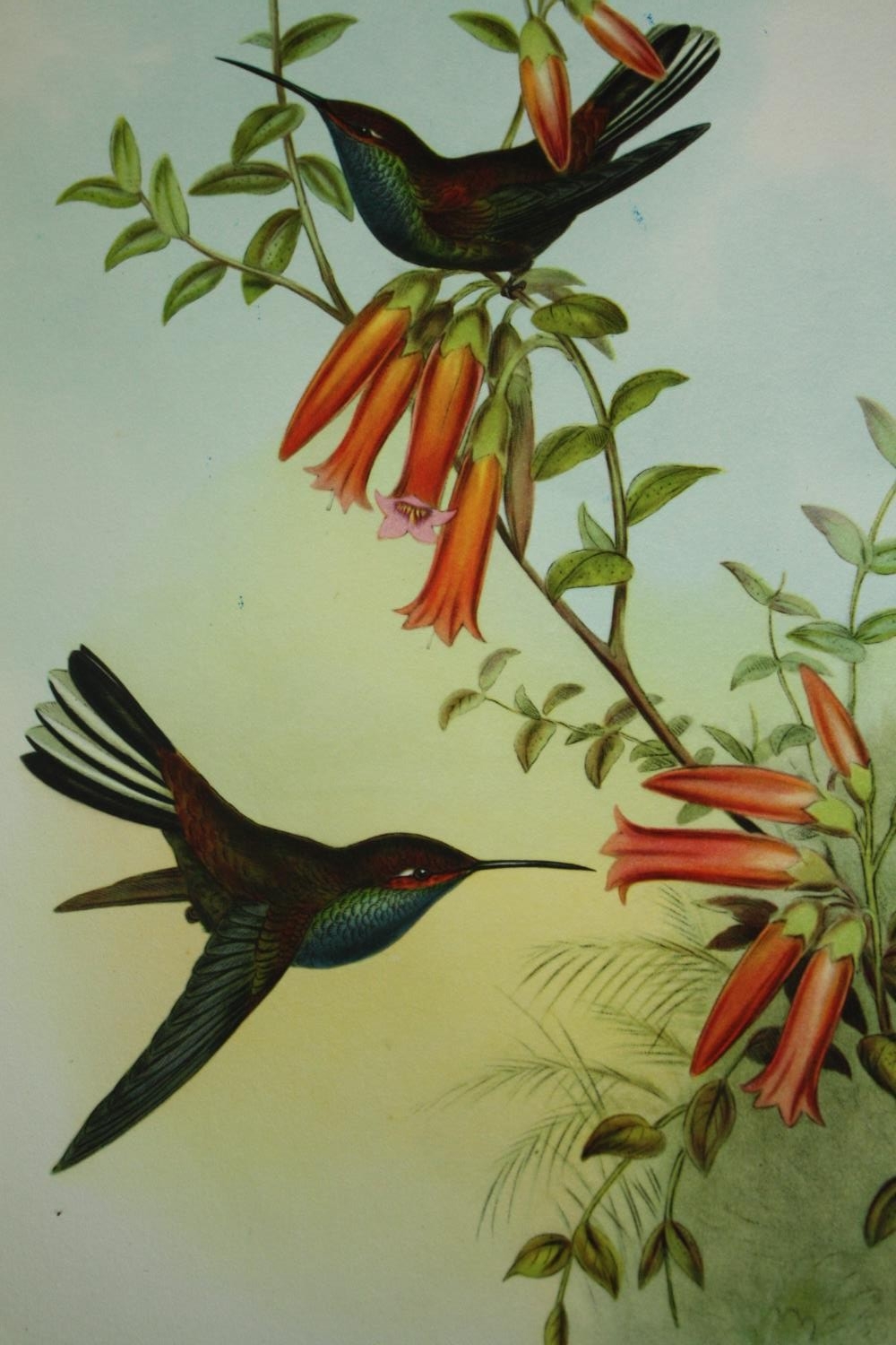 Three 19th century hand coloured engravings, various bird species. H.51 W.33cm. (largest) - Image 7 of 7