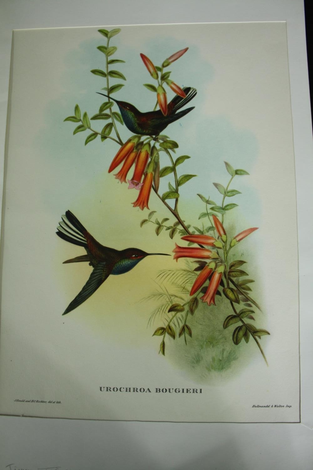 Three 19th century hand coloured engravings, various bird species. H.51 W.33cm. (largest) - Image 6 of 7