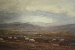 Watercolour, C.1900, sheep on a moor, framed and glazed. H.39 W.54cm.
