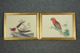 A pair of hand coloured 19th century engravings after the original rice paper paintings, Electus