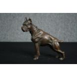 A bronze figure of a bulldog. H.19cm.