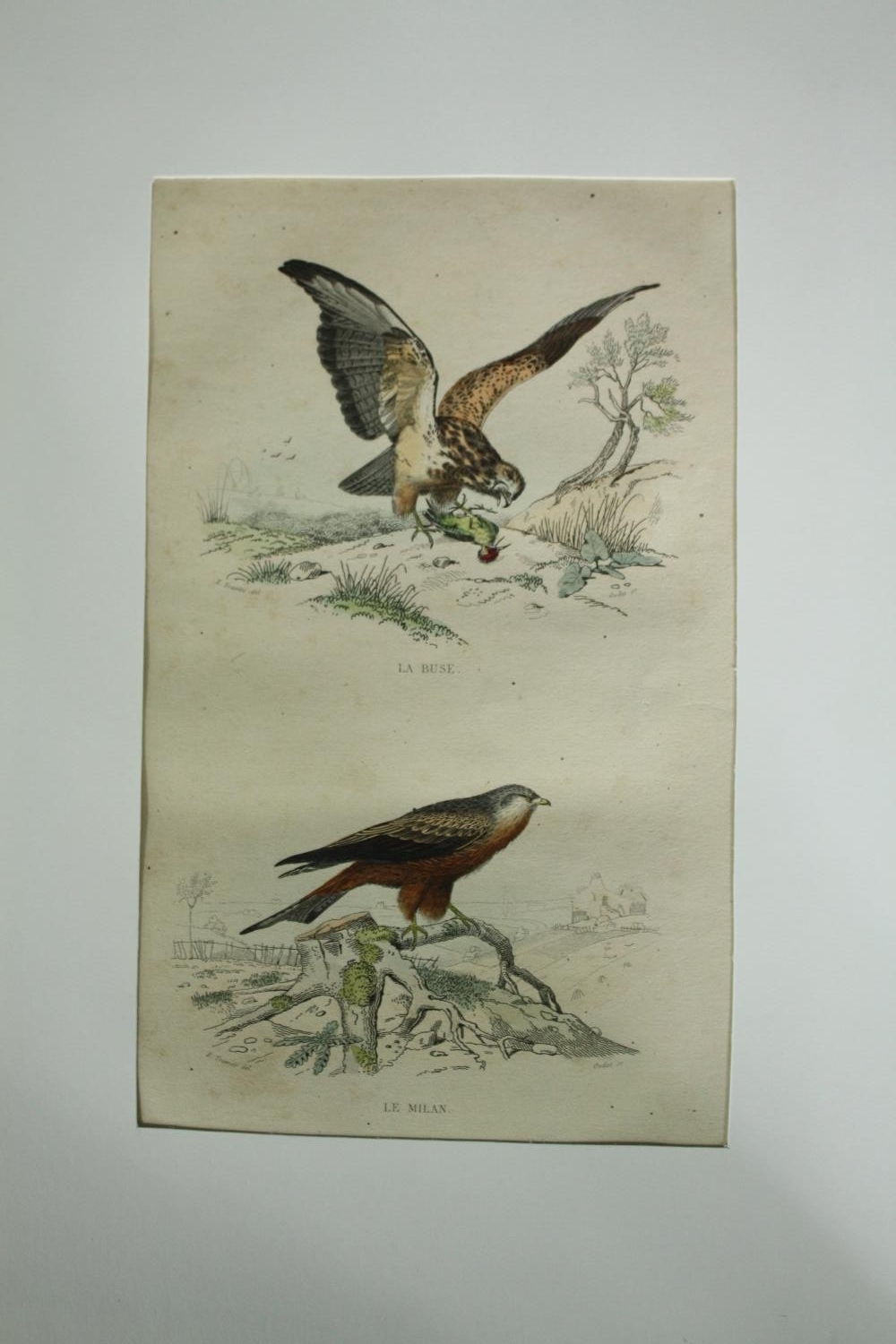 A set of four 19th century French hand coloured engravings; various species of birds. H.33 W. - Image 2 of 9