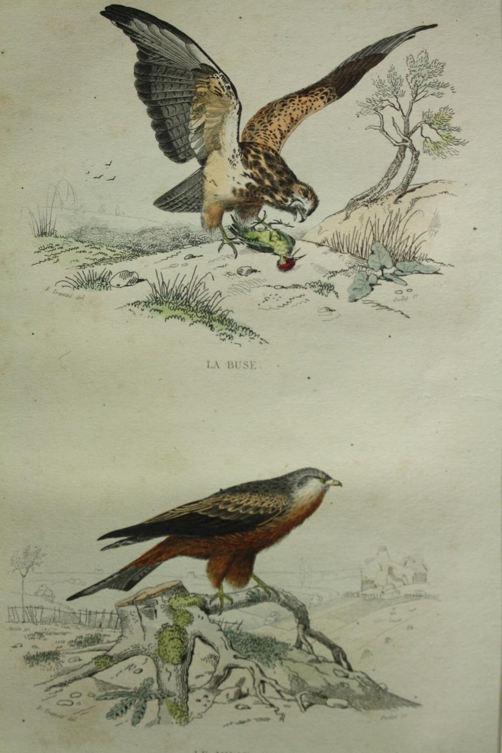 A set of four 19th century French hand coloured engravings; various species of birds. H.33 W. - Image 7 of 9