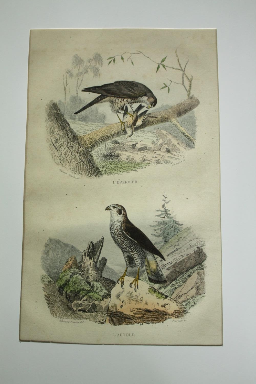 A set of four 19th century French hand coloured engravings; various species of birds. H.33 W. - Image 4 of 9