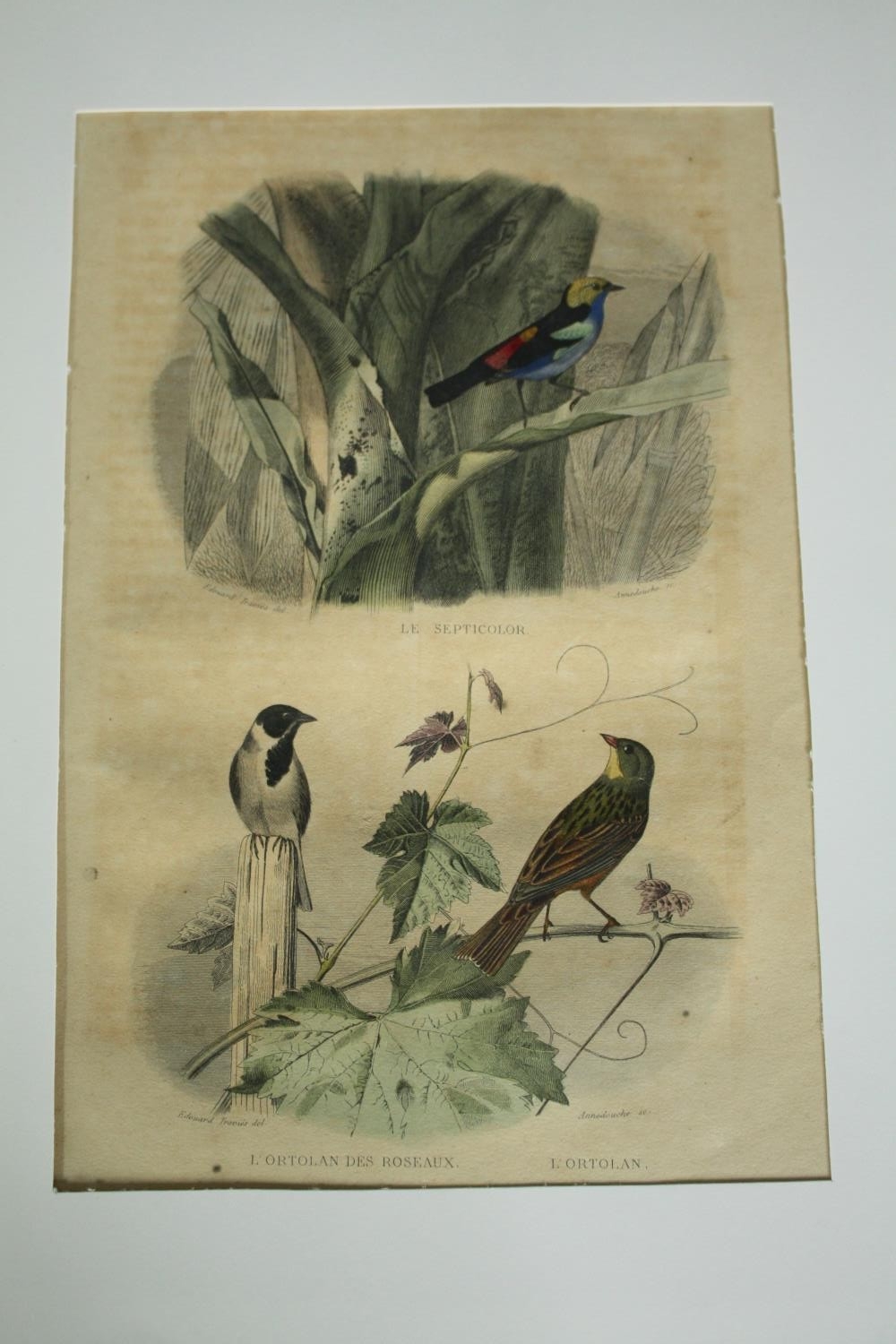 A set of four 19th century French hand coloured engravings; various species of birds. H.33 W. - Image 5 of 9