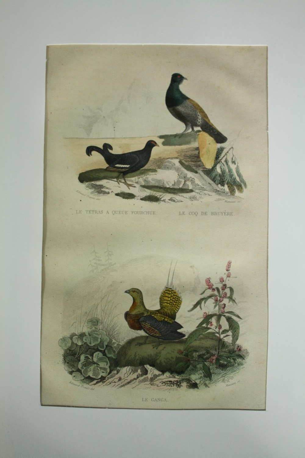 A set of four 19th century French hand coloured engravings; various species of birds. H.33 W. - Image 3 of 9