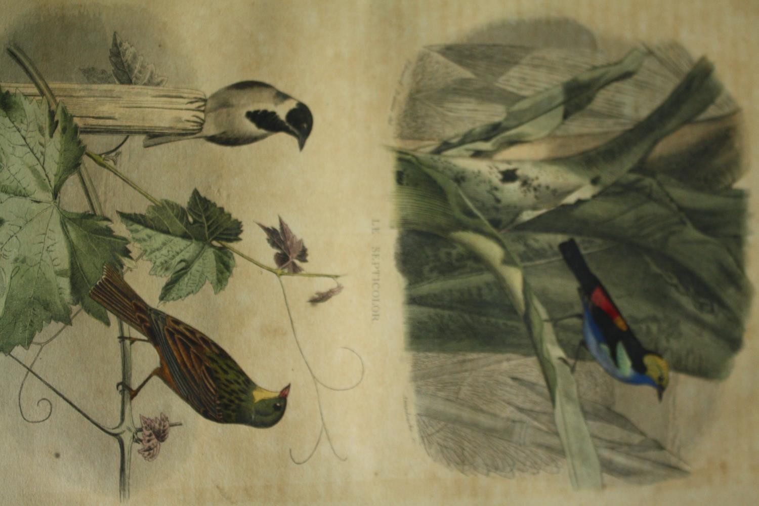 A set of four 19th century French hand coloured engravings; various species of birds. H.33 W. - Image 9 of 9