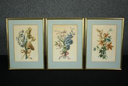A set of three 19th century hand coloured engravings, wild flowers, framed and glazed. H.35 W.