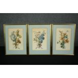 A set of three 19th century hand coloured engravings, wild flowers, framed and glazed. H.35 W.