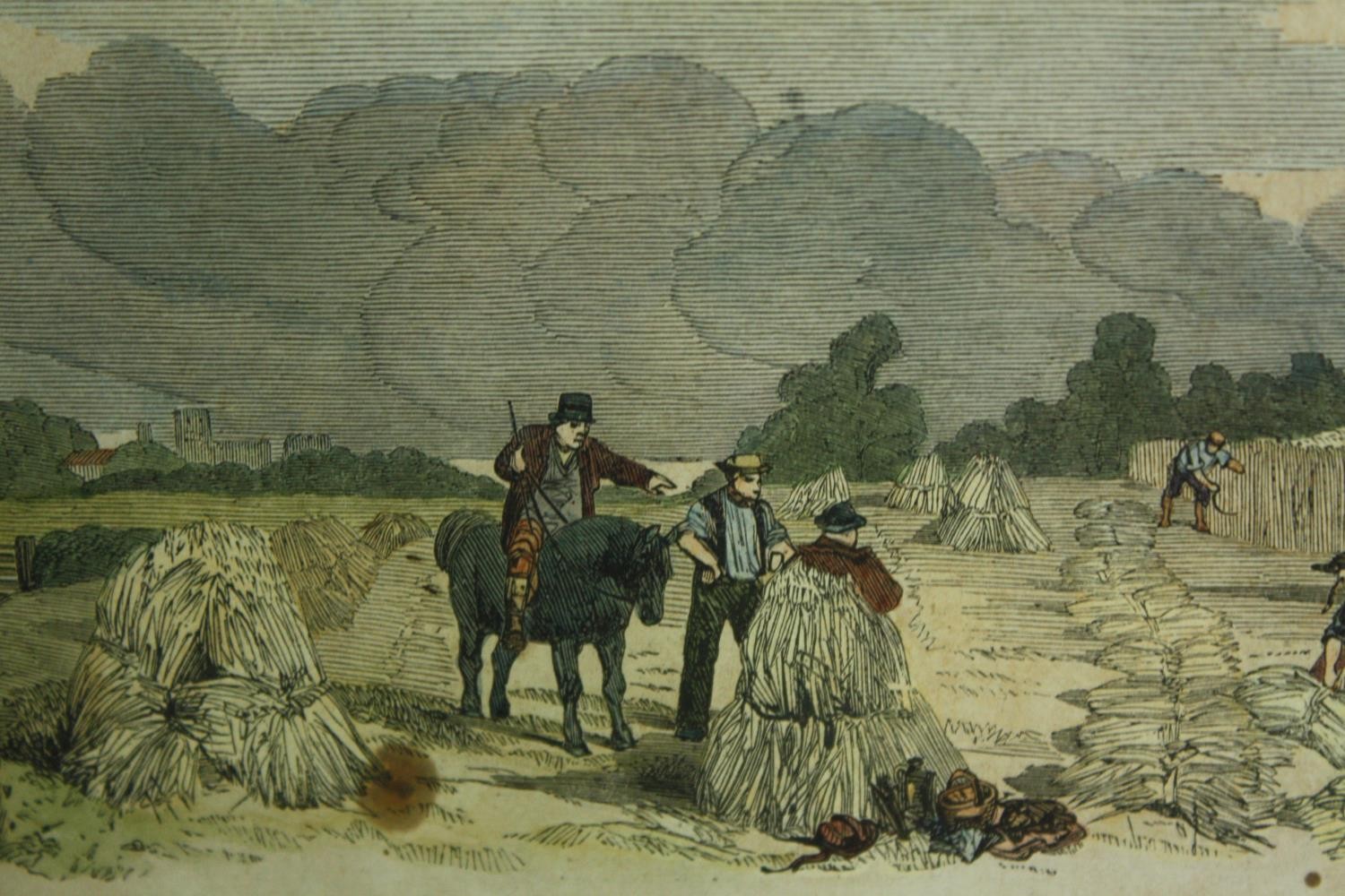 A set of three 19th century hand coloured engravings of agricultural interest, framed and glazed. - Image 4 of 8