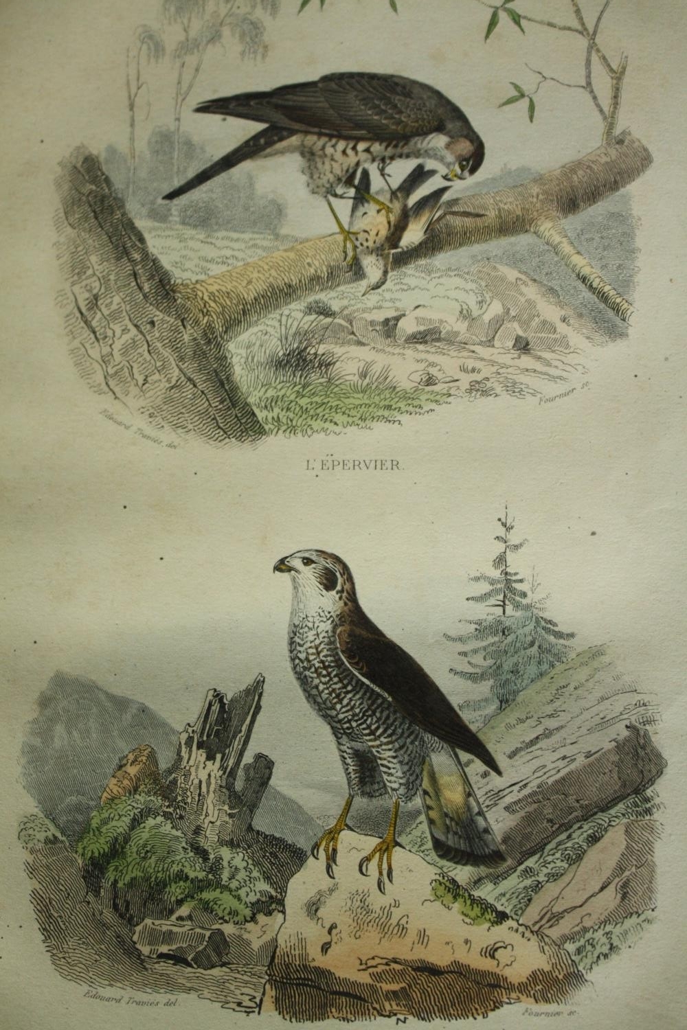 A set of four 19th century French hand coloured engravings; various species of birds. H.33 W. - Image 8 of 9