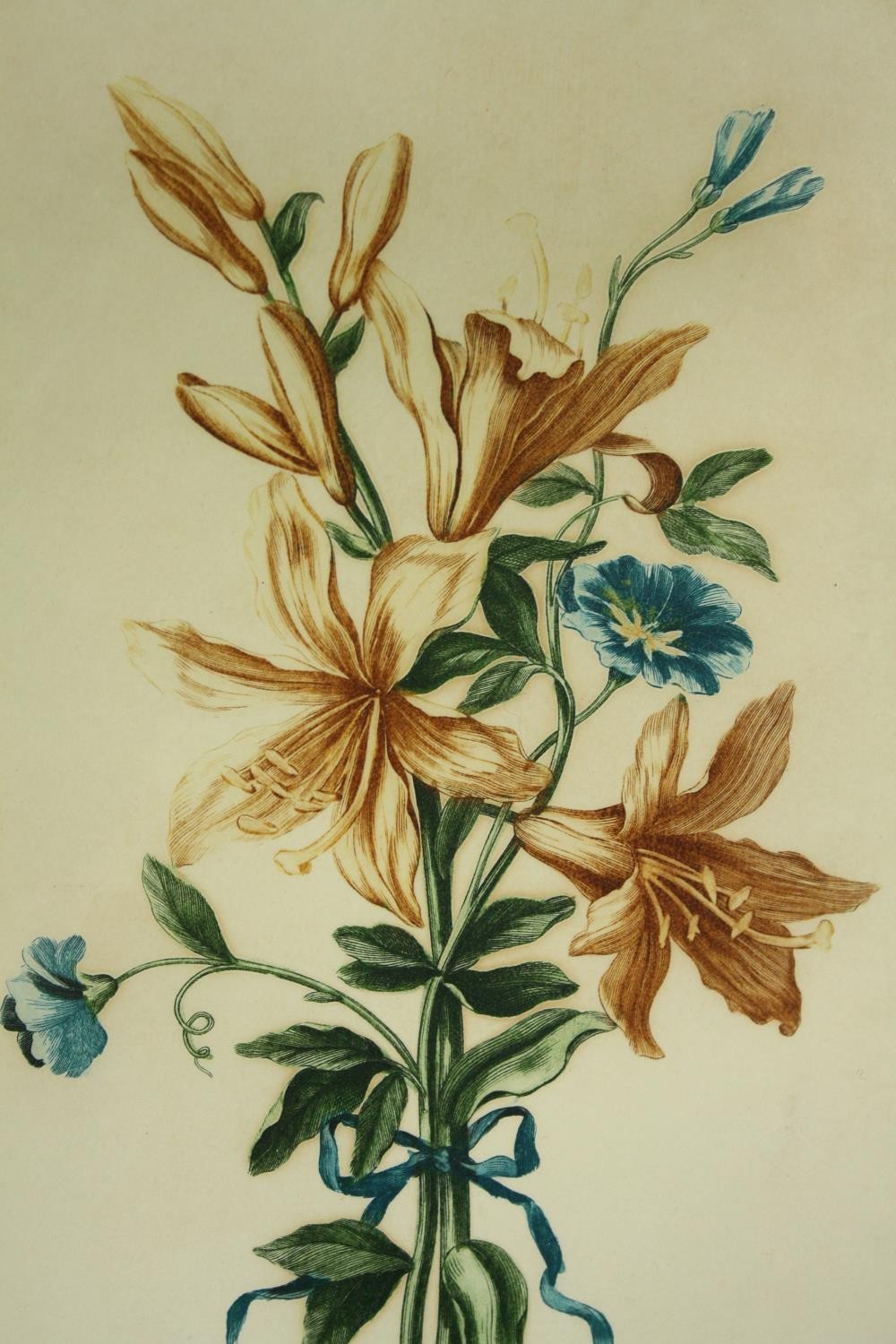 A set of three 19th century hand coloured engravings, wild flowers, framed and glazed. H.35 W. - Image 4 of 7