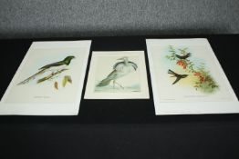 Three 19th century hand coloured engravings, various bird species. H.51 W.33cm. (largest)