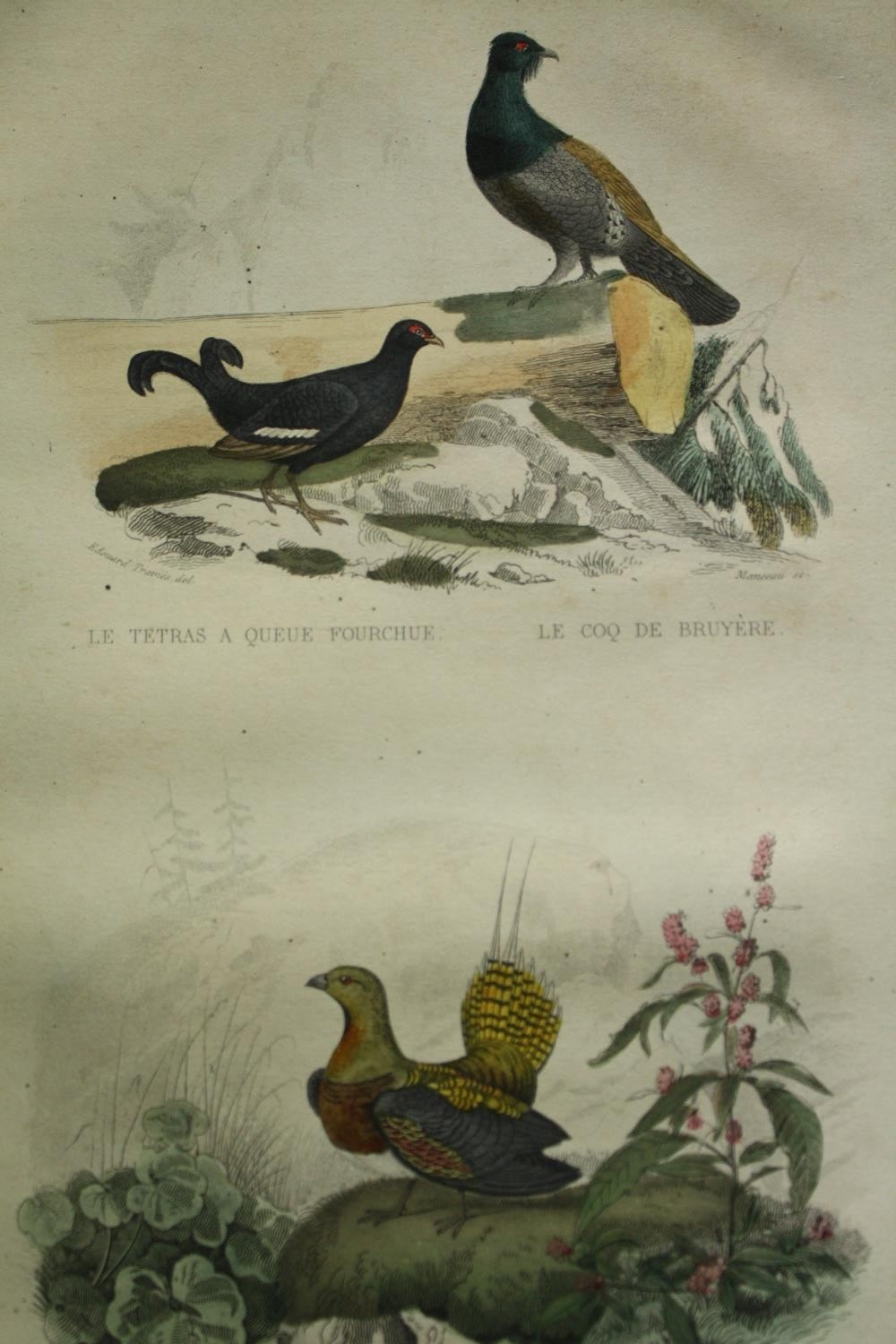 A set of four 19th century French hand coloured engravings; various species of birds. H.33 W. - Image 6 of 9