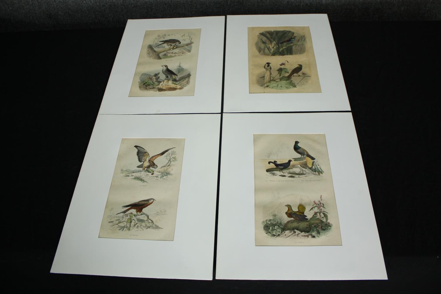 A set of four 19th century French hand coloured engravings; various species of birds. H.33 W.