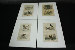 A set of four 19th century French hand coloured engravings; various species of birds. H.33 W.