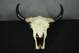 A moulded resin buffalo skull and horns. H.70 W.58cm.