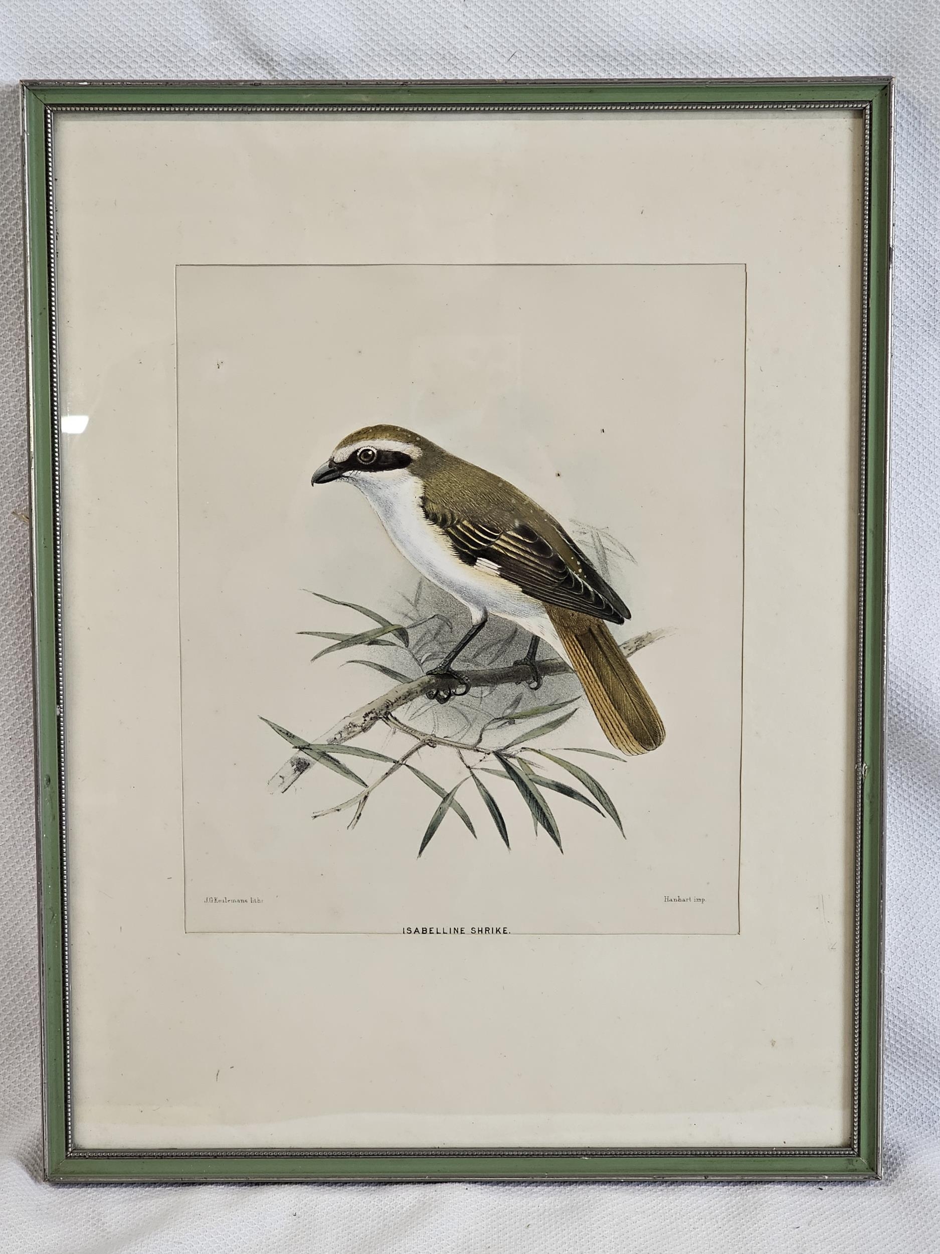 J.G. Keulemans, a framed and glazed 19th century hand coloured engraving of a Isabelline Shrike. H. - Image 2 of 7