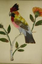 A 19th century watercolour and featherwork study of an exotic bird perched on a branch, framed and