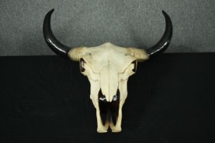 A moulded resin buffalo skull and horns. H.70 W.58cm.