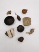 A collection of tropical seed pods, fossils and curiosities, including an ancient stone fragment