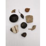 A collection of tropical seed pods, fossils and curiosities, including an ancient stone fragment
