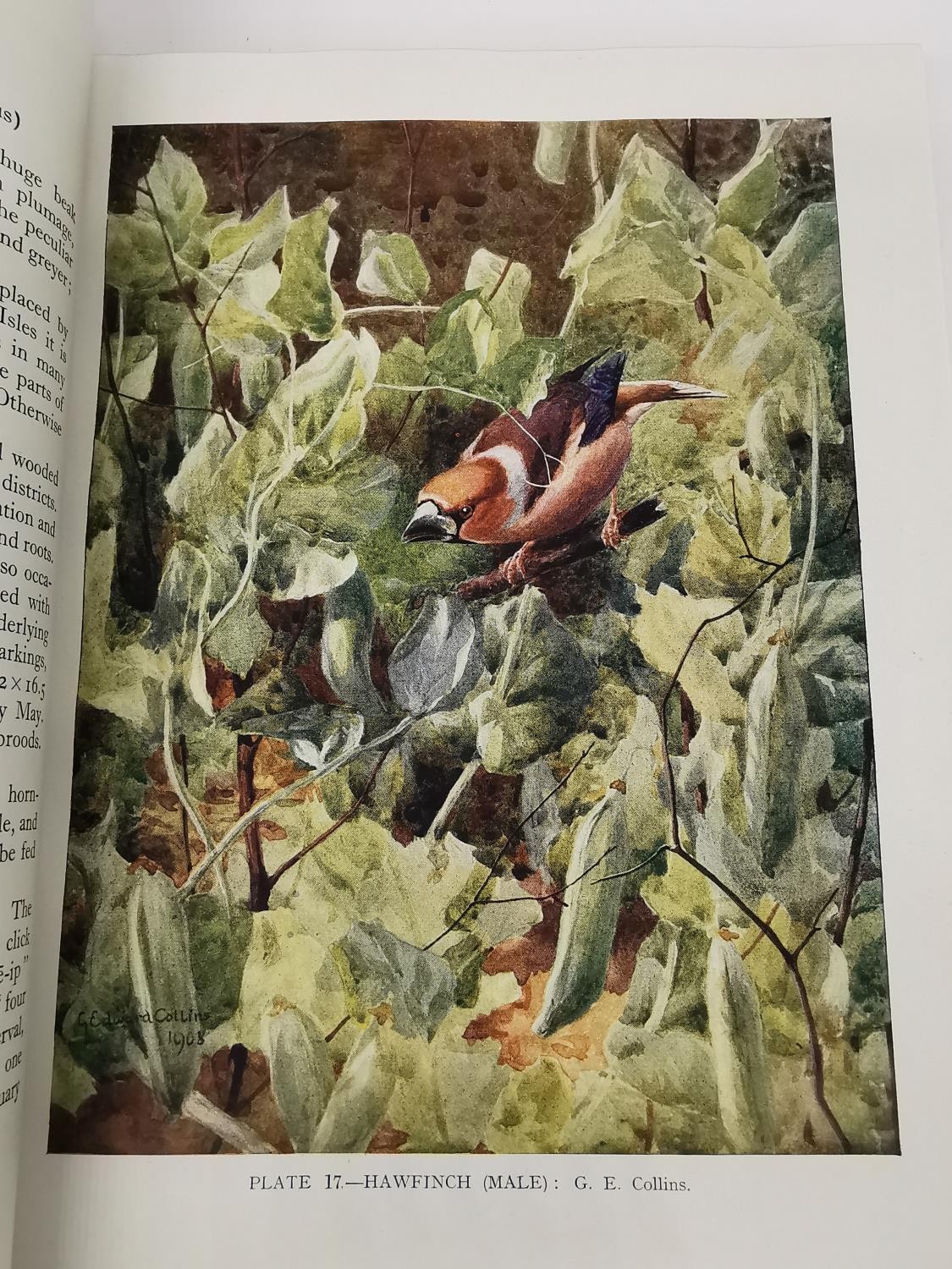 A book, 'British Birds' by Kirkman and Jourdain, 1943. Red leather binding to spine and corners, - Image 8 of 10