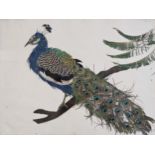 A framed and glazed mixed media study of a peacock. H.58 W.75cm.