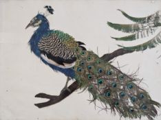 A framed and glazed mixed media study of a peacock. H.58 W.75cm.