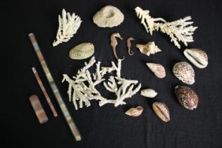 A collection of coral, shells etc. L.40cm. (largest).