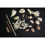 A collection of coral, shells etc. L.40cm. (largest).