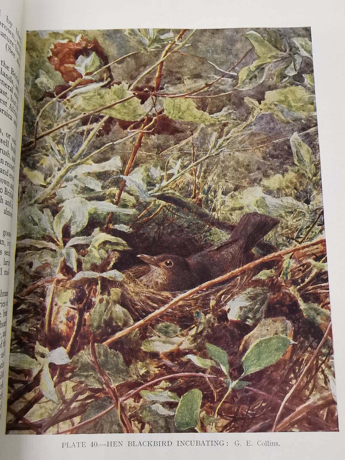 A book, 'British Birds' by Kirkman and Jourdain, 1943. Red leather binding to spine and corners, - Image 7 of 10