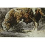 A hand coloured limited edition print of a bull, numbered and titled in pencil. H.30 W.37cm.