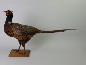 A taxidermy of a Pheasant on an oak plinth. 45 cm high. Collection only.